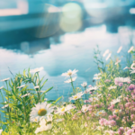 image d'été par meg jenson-unsplash