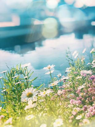 image d'été par meg jenson-unsplash